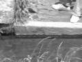 videos de Black n White