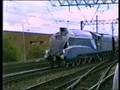 Mallard On The Mainline