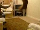 Cat who thinks he can fly Cat who thinks he can fly