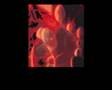 Mostra Roma - X-ray
