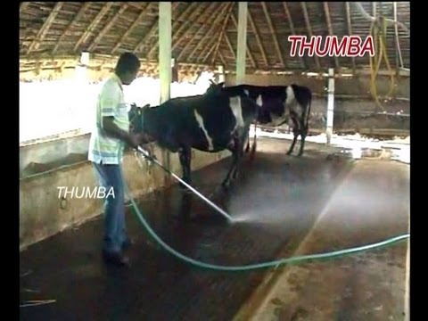 Dairy Dung Cleaning Pump : Thumba AgroTech Palani,Tamil Nadu.india.