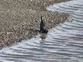Shag swallowing Eel