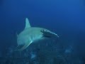 Requins Marteau (Shyrna Mokaran) Ext BOF