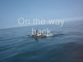 Dolphins in Cardigan Bay, West Wales Dolphins in Cardigan Bay, West Wales