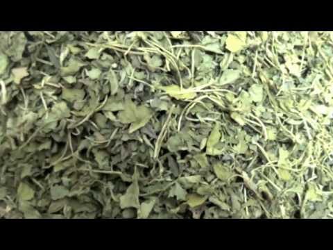 how to harvest methi leaves
