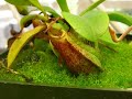 The Ants Have Found My Nepenthes Alata The Ants Have Found My Nepenthes Alata