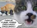 A GATA DEVORADORA