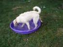 Labradoodle Bo Jangles