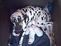 Dalmation Puppies Dalmation Puppies