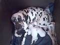 Dalmation Puppies