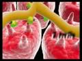 Metabolismo de los lipidos