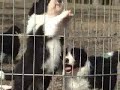 Border Collie Puppies - Ready to Run! Border Collie Puppies - Ready to Run!