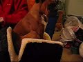 Pepper Stuffing herself in the dog bed