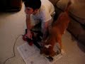 Dog Plays Guitar Hero Intro on Expert !!!