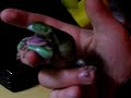 Whites Tree Frog Sloughing