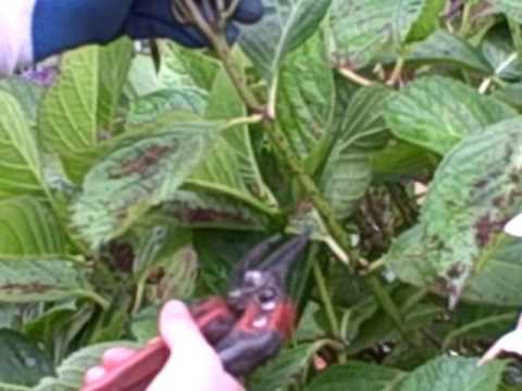how to care hydrangea macrophylla