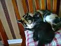 MY LESBIAN CATS MY LESBIAN CATS