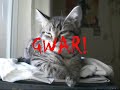 GWAR CAT