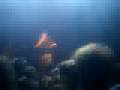 videos de Concierto Reke, corazon contento!!!!!!