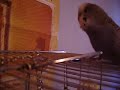 budgie