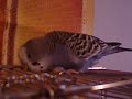 budgie