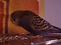 budgie