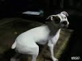 Shy Dog Has a Surprise for the Camera Shy Dog Has a Surprise for the Camera