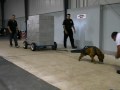 Bull At the UKC show Winning Most Weight Pulled at 4090 Pounds