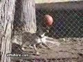 soccer dog