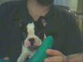 Boston Terrier video