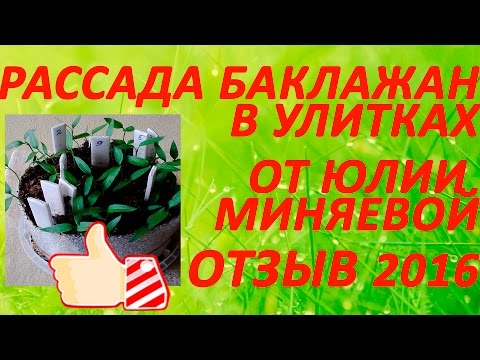 Рассада в улитке баклажан 49