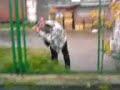 akcja o 10 rano po weselu... świadek walczy z płotem...