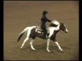 APHA reiner: shown NRHA, great mare!!