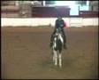 APHA reiner: shown NRHA, great mare!!