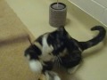085989 Cranberry & Sweet Potato.MP4