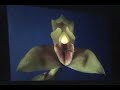 Exposici�n de Orquideas del Bosque de Amaru