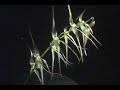 Exposición de Orquideas del Bosque de Amaru