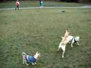 sunny dog at the park sunny dog at the park
