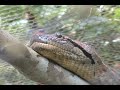 Visita Quistococha - Iquitos - Perú