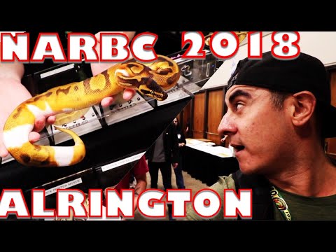 YouTube reptile video