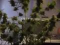 this is a grow my bro inlaw did a couple months ago.was his first grow. 250watt hps, arjan's haze #3arjan's haze #3
