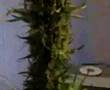cannabis haze weed grow 250watt hps