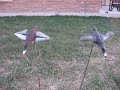 Expedite Air Dove \"Duck Mod\"