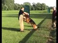 Schäferhunde Schutzdienst Schäferhunde Schutzdienst