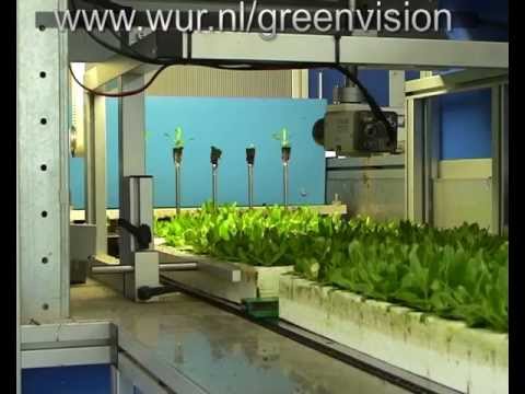 how to collect lisianthus seeds