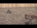 Dog Fights