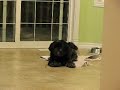 Cute Dog Plays with her Food