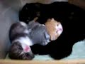 Instant Kitten