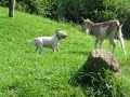 Tadzio i Mela Tadzio i Mela