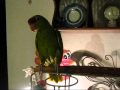 Hank the lilac crowned amazon parrot